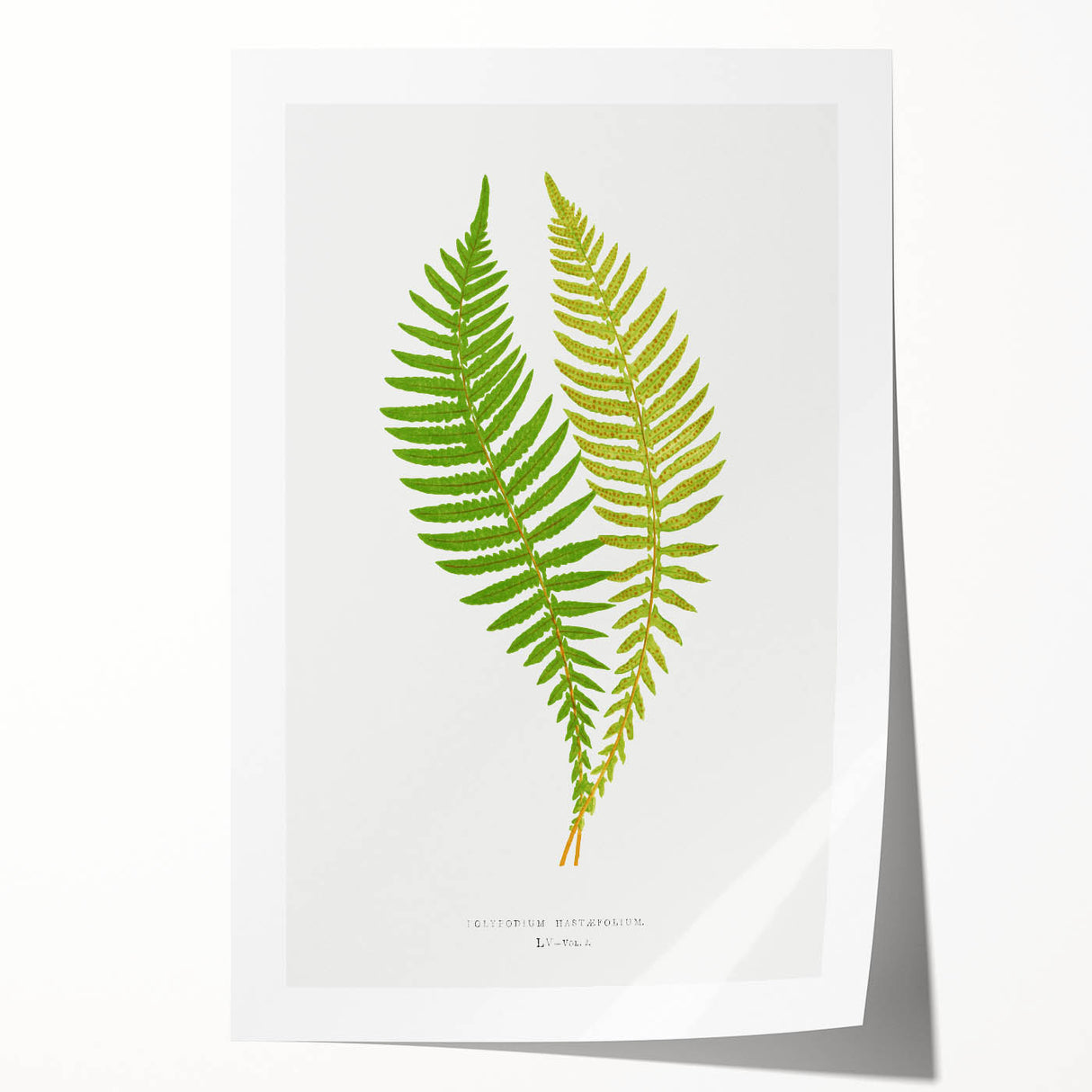 Polypodium Fern Realism Art Print - Edward Lowe Botanical Wall Decor