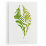 Polypodium Fern Realism Art Print - Edward Lowe Botanical Wall Decor
