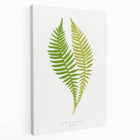 Polypodium Fern Realism Art Print - Edward Lowe Botanical Wall Decor