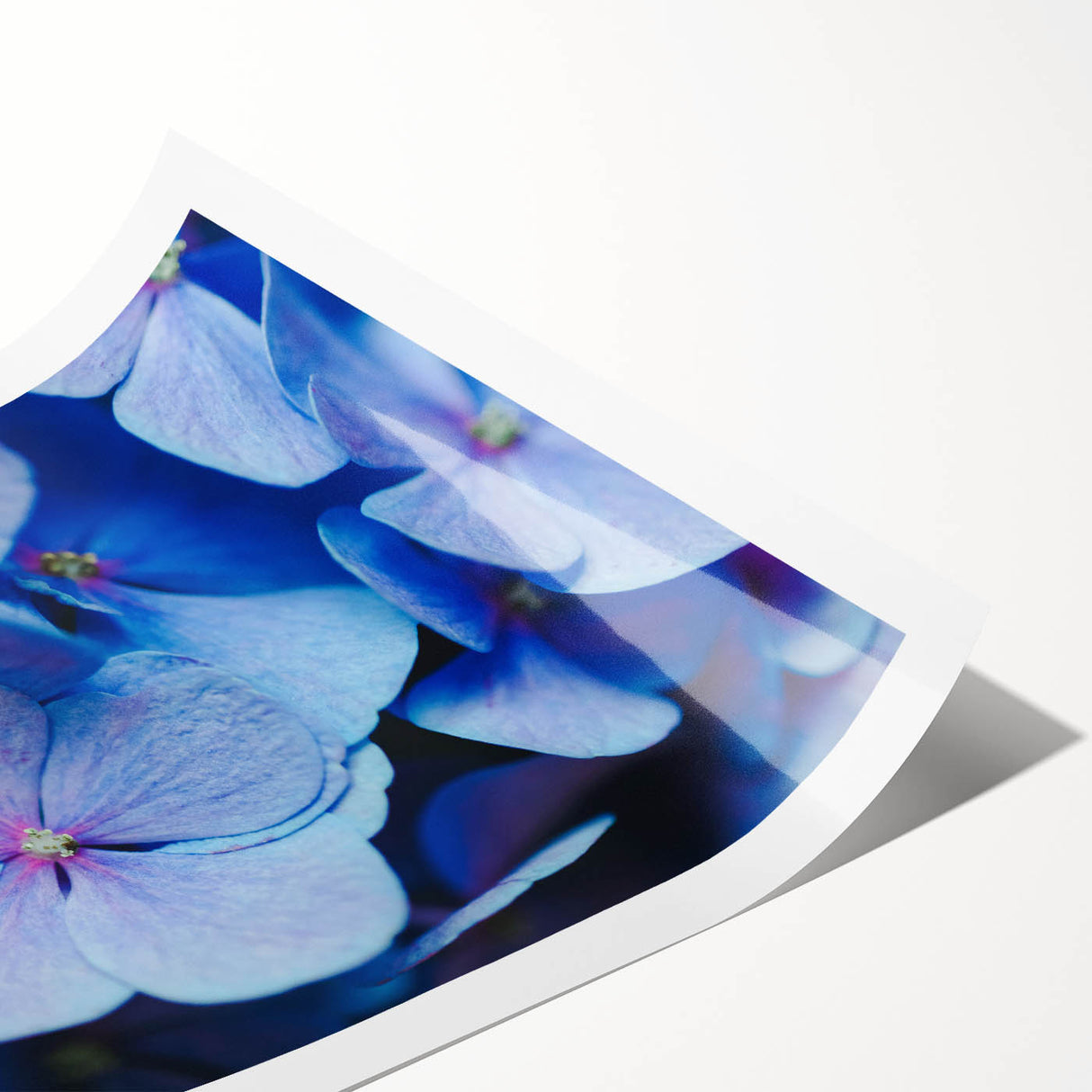 Extra large wall art featuring line art flowers in soft pastel hues on a rolled print, suitable for large living room decor.
