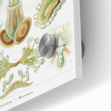 Ernst Haeckel’s Bryozoa - Elegant Nature Illustration Wall Art