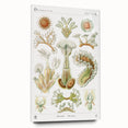 Ernst Haeckel’s Bryozoa - Elegant Nature Illustration Wall Art