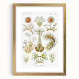 Ernst Haeckel’s Bryozoa - Elegant Nature Illustration Wall Art
