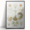 Ernst Haeckel’s Bryozoa - Elegant Nature Illustration Wall Art