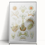 Ernst Haeckel’s Bryozoa - Elegant Nature Illustration Wall Art