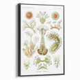 Ernst Haeckel’s Bryozoa - Elegant Nature Illustration Wall Art