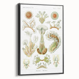 Ernst Haeckel’s Bryozoa - Elegant Nature Illustration Wall Art
