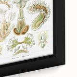 Ernst Haeckel’s Bryozoa - Elegant Nature Illustration Wall Art