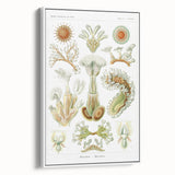 Ernst Haeckel’s Bryozoa - Elegant Nature Illustration Wall Art