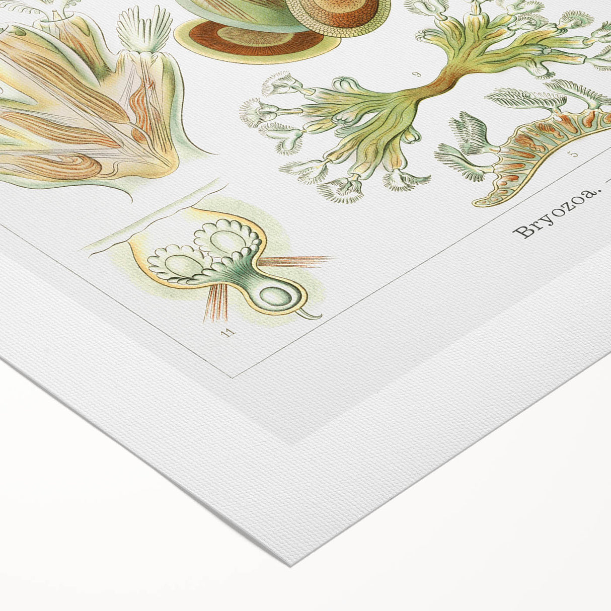 Ernst Haeckel’s Bryozoa - Elegant Nature Illustration Wall Art