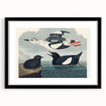 Romanticism Art: "Black Guillemot" by John James Audubon