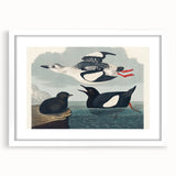 Romanticism Art: "Black Guillemot" by John James Audubon