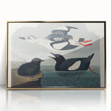 Romanticism Art: "Black Guillemot" by John James Audubon