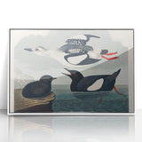 Romanticism Art: "Black Guillemot" by John James Audubon