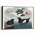 Romanticism Art: "Black Guillemot" by John James Audubon