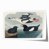 Romanticism Art: "Black Guillemot" by John James Audubon