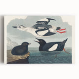 Romanticism Art: "Black Guillemot" by John James Audubon