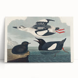 Romanticism Art: "Black Guillemot" by John James Audubon