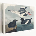 Romanticism Art: "Black Guillemot" by John James Audubon