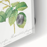 Neoclassical Celsiana Damask Rose Print - Botanical Art by Redouté