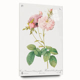 Neoclassical Celsiana Damask Rose Print - Botanical Art by Redouté