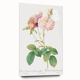 Neoclassical Celsiana Damask Rose Print - Botanical Art by Redouté