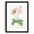 Neoclassical Celsiana Damask Rose Print - Botanical Art by Redouté