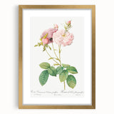 Neoclassical Celsiana Damask Rose Print - Botanical Art by Redouté
