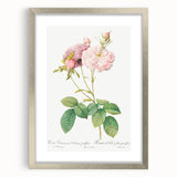 Neoclassical Celsiana Damask Rose Print - Botanical Art by Redouté