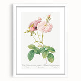 Neoclassical Celsiana Damask Rose Print - Botanical Art by Redouté