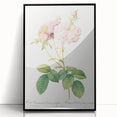 Neoclassical Celsiana Damask Rose Print - Botanical Art by Redouté