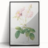 Neoclassical Celsiana Damask Rose Print - Botanical Art by Redouté