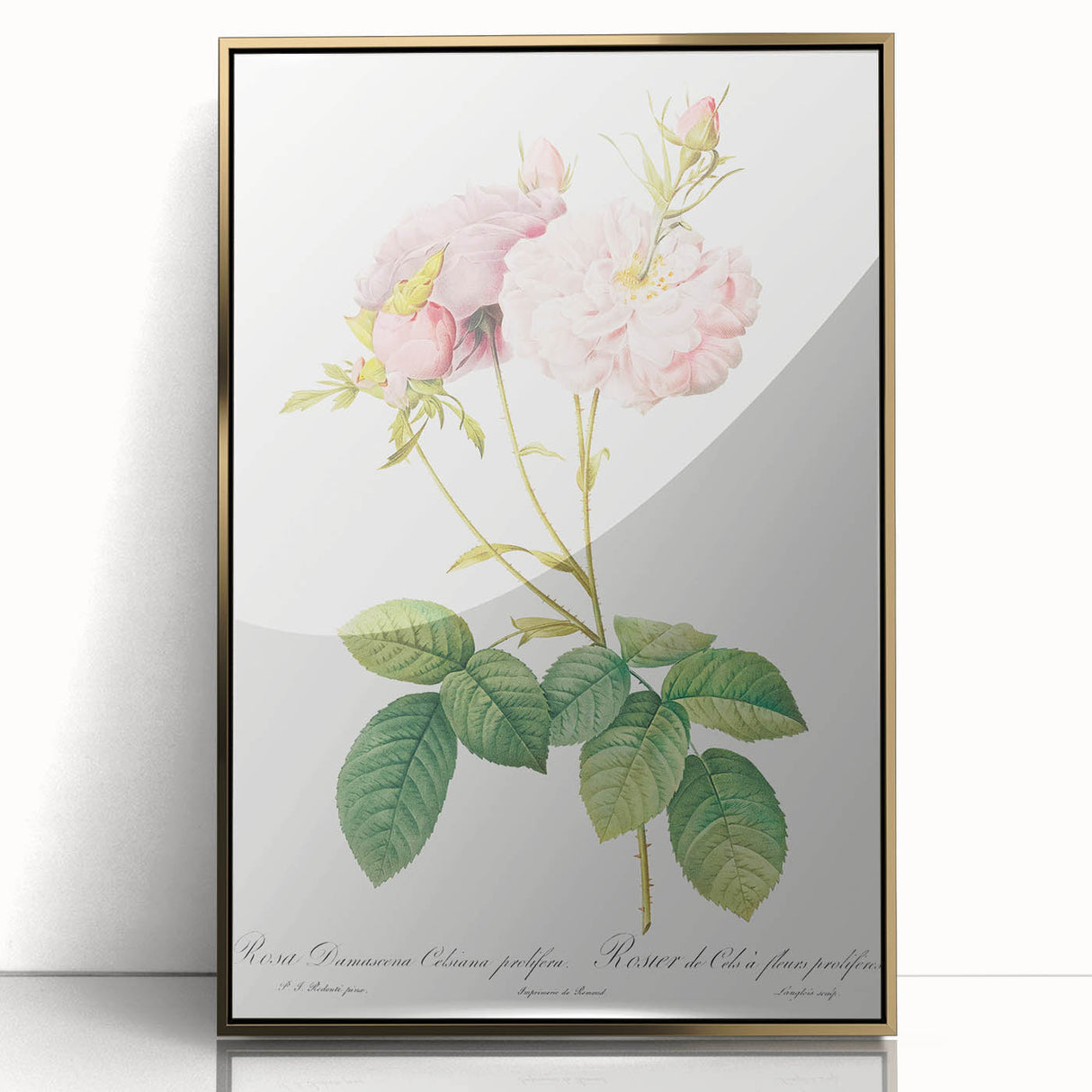 Neoclassical Celsiana Damask Rose Print - Botanical Art by Redouté