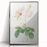 Neoclassical Celsiana Damask Rose Print - Botanical Art by Redouté
