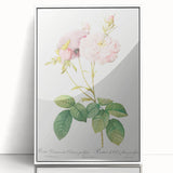 Neoclassical Celsiana Damask Rose Print - Botanical Art by Redouté