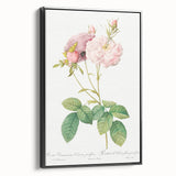 Neoclassical Celsiana Damask Rose Print - Botanical Art by Redouté