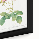 Neoclassical Celsiana Damask Rose Print - Botanical Art by Redouté