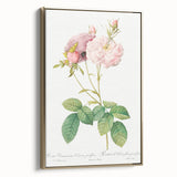Neoclassical Celsiana Damask Rose Print - Botanical Art by Redouté