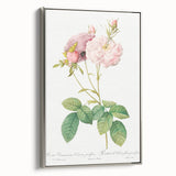 Neoclassical Celsiana Damask Rose Print - Botanical Art by Redouté