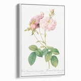 Neoclassical Celsiana Damask Rose Print - Botanical Art by Redouté