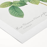 Neoclassical Celsiana Damask Rose Print - Botanical Art by Redouté