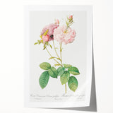 Neoclassical Celsiana Damask Rose Print - Botanical Art by Redouté