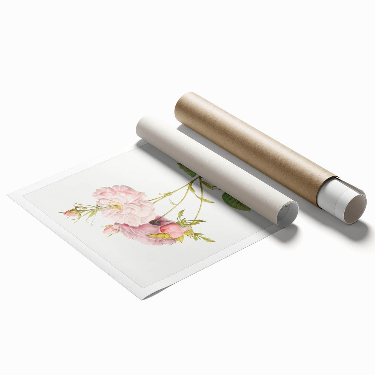 Neoclassical Celsiana Damask Rose Print - Botanical Art by Redouté