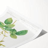 Neoclassical Celsiana Damask Rose Print - Botanical Art by Redouté