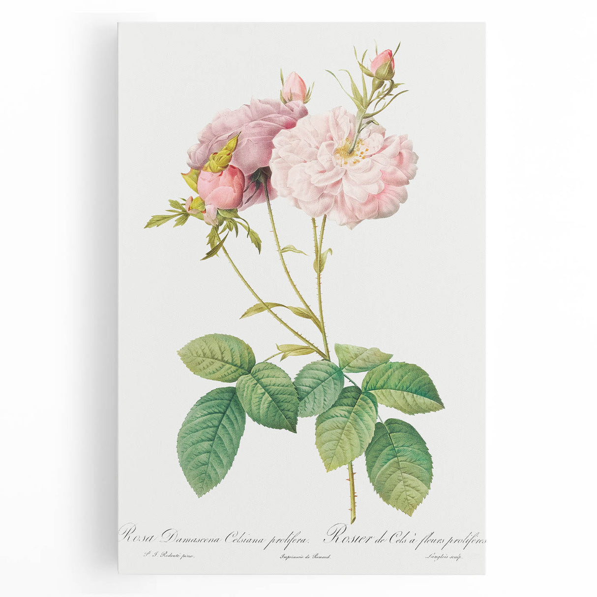 Neoclassical Celsiana Damask Rose Print - Botanical Art by Redouté