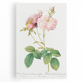 Neoclassical Celsiana Damask Rose Print - Botanical Art by Redouté