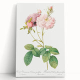 Neoclassical Celsiana Damask Rose Print - Botanical Art by Redouté