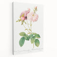 Neoclassical Celsiana Damask Rose Print - Botanical Art by Redouté