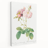Neoclassical Celsiana Damask Rose Print - Botanical Art by Redouté