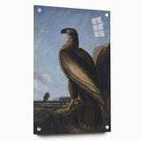Majestic Realism Art Print – Washington Sea Eagle by Audubon